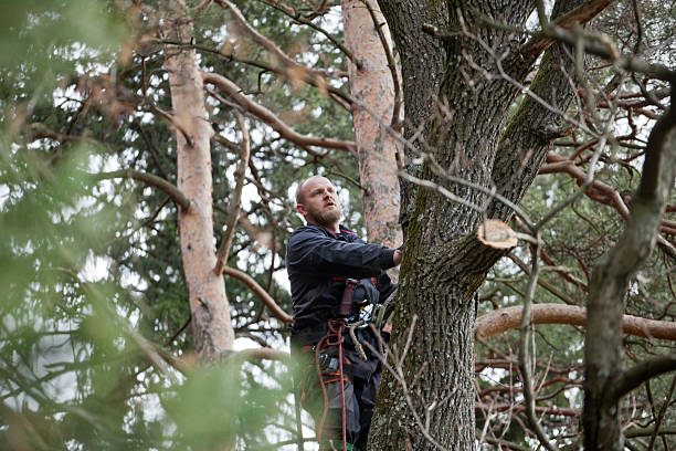 How Our Tree Care Process Works  in  Mccom, OH